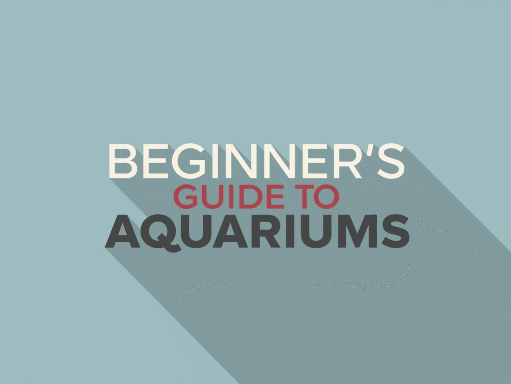 Beginner’s Guide to Aquariums