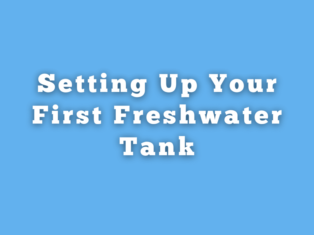 Setting Up Your First Freshwater Tank